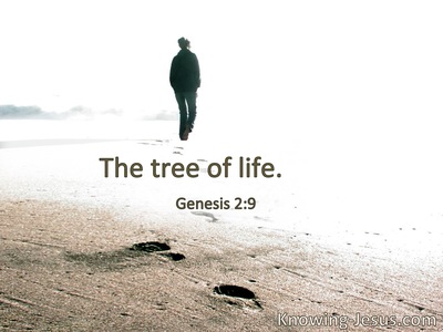 The tree of life.