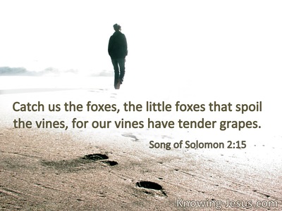 Catch us the foxes, the little foxes that spoil the vines, for our vines have tender grapes.